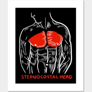 Weightlifting Gym Trainer Muscles Anatomy Sternocostal Head Posters and Art